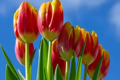 Настоящая родина тюльпанов не Голландия, а Казахстан - Рамблер/новости