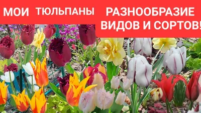 Тюльпан - Tulipa. Тюльпаны уход, выращивание тюльпанов