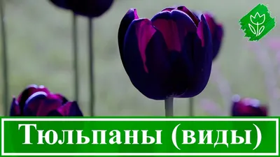 Луковицы тюльпанов лилии корни пионов оптом заказать доставка по России  бесплатно | Оптовые поставки професcионального посадочного материала в РФ |  Свежесрезанные Тюльпаны к 8 Марта | ЛУКОГОН