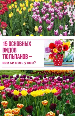 15 основных видов тюльпанов – все ли есть у вас (фото, описания, сорта) |  Тюльпаны, Дизайн цветочного сада, Цветоводство
