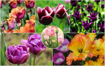 15 очаровательных сортов тюльпанов, которые стоит посадить этой осенью | В  цветнике (Огород.ru)