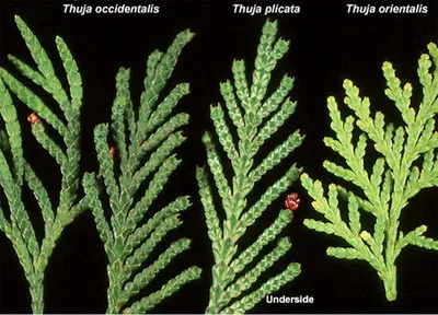 Туя западная | Отдел «Ботанические экспозиции»