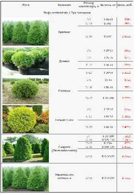 Купить Туя вересковидная (Thuja occidentalis) с доставкой почтой в  интернет-магазине Архиленд