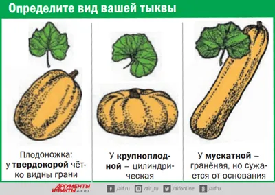 Тыквенный конвейер. Разнообразие сортов позволит всегда иметь овощ на столе  | Огород | Дача | Аргументы и Факты