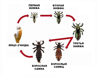 Вши человека