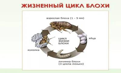 Оперение Вшей На Эпидермисе Утки — стоковые фотографии и другие картинки  Блоха - Блоха, Безпозвоночное, Водоплавающая птица - iStock