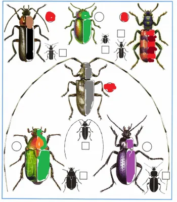 Картинки жуков с названиями (55 фото) - 55 фото