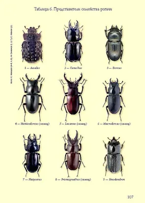 Виды жуков. Классификация, особенности строения и поведения, название и  фото видов жуков | Животный мир