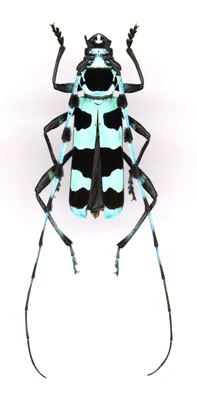 Ученые Даугавпилсского университета открыли 28 новых видов жуков - 