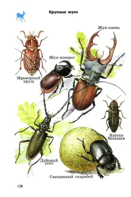 Виды жуков: названия, фото и описания | Во имя истины | Дзен