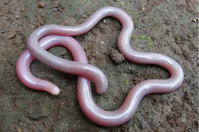 Виды змей, которые были описаны в 2016 году - Форум Serpentes. Все о змеях  (содержание, разведение и уход)