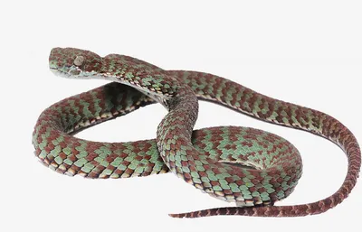 Змеи острова Хортица - Национальный заповедник "Хортица"