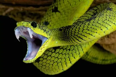 Новый вид змей назвали в честь Салазара Слизерина