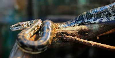 Зоологи детально описали пять видов змей и места под Харьковом и в самом  городе, где на них можно наткнуться | РЕДПОСТ