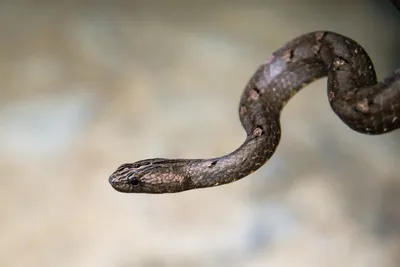 Самые ядовитые виды змей на планете | ЗооМир | Дзен