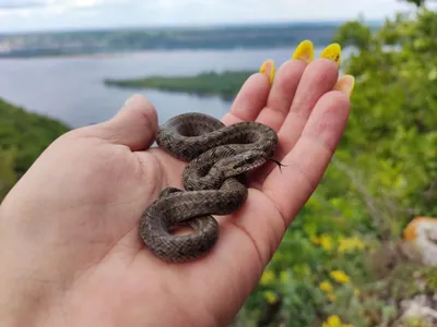 Какие виды змей обитают в наших лесах и что делать, если вас укусила змея -  