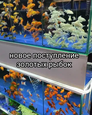 Новое поступление золотых рыбок! Разные виды!: Договорная ᐈ Рыбы | Бишкек |  106806119 ➤ 