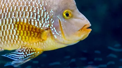 Виды золотых рыбок #40
