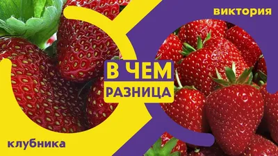 Виктория (сеть магазинов) — Википедия