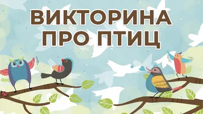 Птицы в городе. 🦅 Викторина с видео для детей. 🦉 Учим названия птиц.  Часть 2. - YouTube