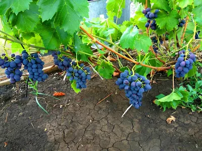 Сок Bambolina яблоко, белый виноград для детей 200 г | Соки, вода | 