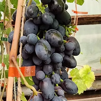 Купить саженцы винограда Кодрянка с доставкой почтой | Питомник саженцев  «КФХ Фруктовый сад»