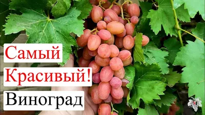 Купить Виноград Сильва, цена 70 грн —  (ID#1002200055)