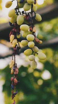 Капельный полив винограда 🍉 Особенности и нормы - АгроВсесвіт