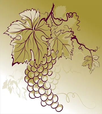 В Согде стали выпускать полезные смузи из виноградного сока