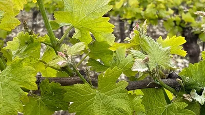 Домашнее вино из зелёного винограда – кулинарный рецепт с фото