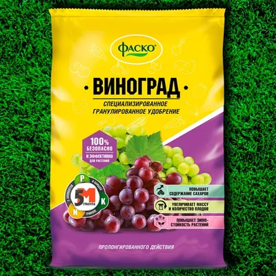 Какие сорта винограда хорошо растут в нижегородском климате   года | Нижегородская правда