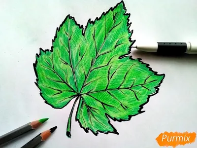 Как нарисовать лист винограда карандашом поэтапно | Листья, Виноград,  Рисунки
