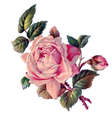Цветы Винтаж - красивые фото