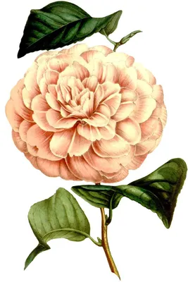 Vintage flowers. Винтажные цветы. PNG. | Винтажные цветы, Цветы