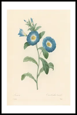 Обои Винтажные цветы (id 108233043)