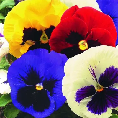 Виола гофрированная смесь цветов (10 семян)