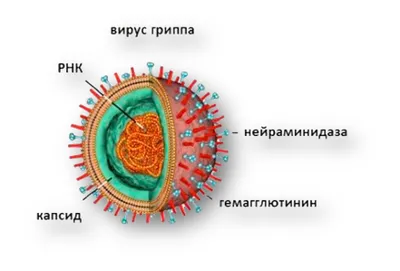 Вирус гриппа картинки