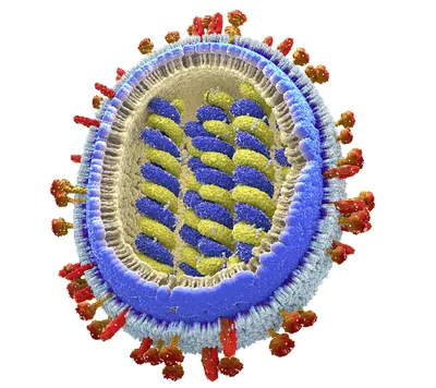 Вирус гриппа Калифорния (A/H1N1). Поможет ли русское «авось»? - статьи  компании «РАСТЕР»