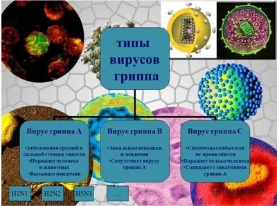 Вирус гриппа 3D модель - Скачать Хобби и Быт на 