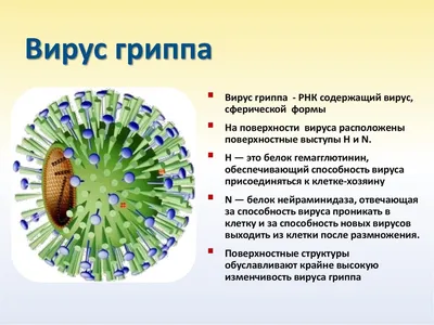 Как работает вирус гриппа. Механизм нанопаразитов | Наука наизнанку | Дзен