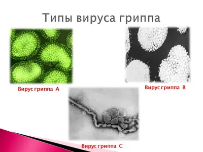 ПЦР-диагностика вирусов гриппа А+В (Influenza А-В) | ВИРА-Центр г.  Нефтеюганск