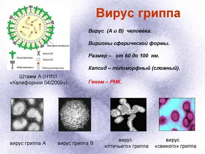 Городская поликлиника №12 – ГРИПП