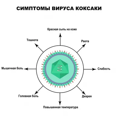 Вирус коксаки картинки