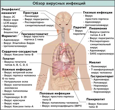 ВПЧ: как передается, как не заразить партнера папилломавирусом