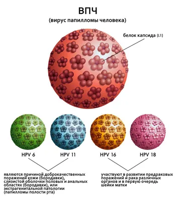 Коронавирус человека: история открытия, виды, эпидемиология / Новости /  РЦИБ им. С.М. Магомедова