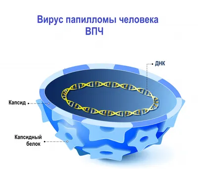 ГБУЗ ЛО "Тихвинская МБ" - Вирус папилломы человека