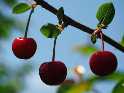 Вишня (ягода) — Википедия
