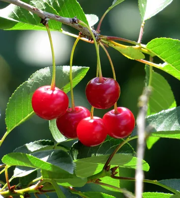 Вишня обыкновенная (Prunus cerasus) — описание, выращивание, фото | на  