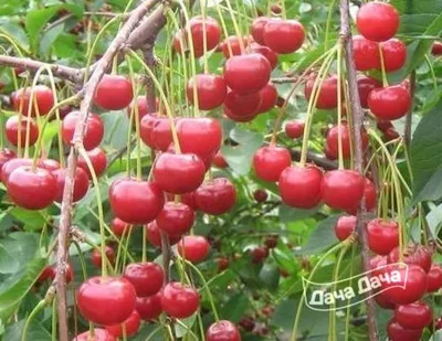 Вишня Аморель розовая - описание сорта, фото, саженцы, посадка, особенности  ухода. Дачная энциклопедия.