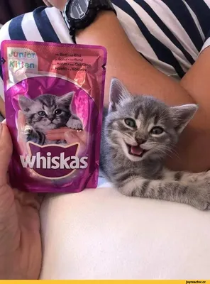 Вискас влажный корм для кошек с курицей в желе, 75г, WHISKAS